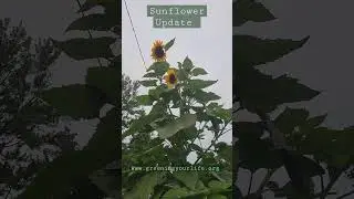 Sunflower Update