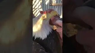 Trimming a bald eagle beak #eagles #birds #falconry #wildlife #animals #adventure #explore #cat