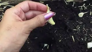 Knoflook planten in verhoogde bak: zo doe je dat (afstand, compost, kalium & beginnersgids)