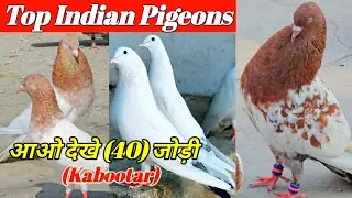 Laldume Kabootar ! Sambhal Wale Kabootar ! Kale Kabootar (9354396332)