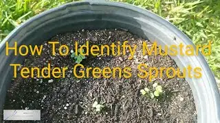How To Identify Mustard Tender Greens Sprouts