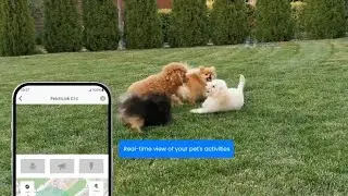 The World’s First 2K Night-Vision Pet Collar — No Subscriptions, Just Data Top-Ups