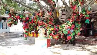 Holy Tree of Hindu Temple | Sacred Trees in Indiā