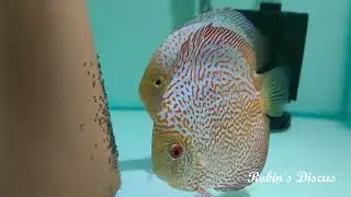 Breeding Red Spider Discus Fish