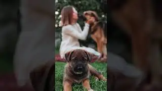 Puppies Are Adorable, Puppy Mills Are Horrible 15 Color