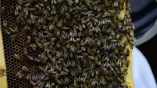 Camano Island's Bee Lady