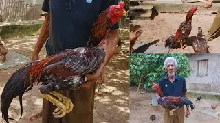 Como escolher um galo reprodutor de qualidade | Veja os filhos e bisnetos dele #galo #galomura 