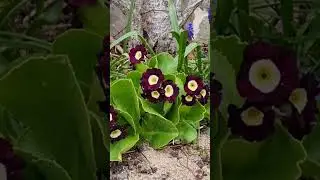 primula auricula