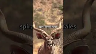 Kudu - The Majestic Antelope of Africa!