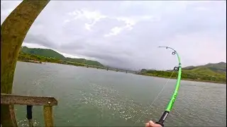 NZ West Coast Wharf Fishing! (Mokau) 