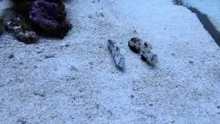 Signigobius biocellatus pair