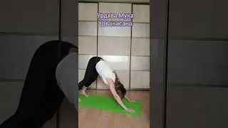 Йога#поза#Урдхва Мукха Шванасана
