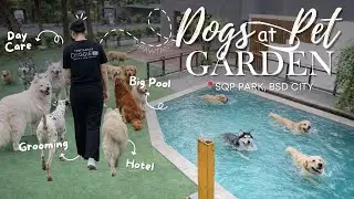 Doggy Happy Place! Playground Outdoor + Big Pool di BSD City‼️