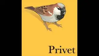 Privet 