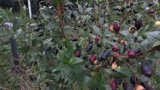 Mirto, Myrtle, Mirtilo (Myrtus communis): Recolecci&oacute;n