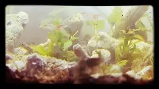 My shrimp activity
