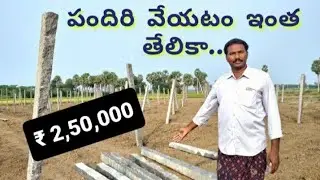 polam lo pandiri veaiyyatam | ₹ 2,50,000   | full details | teega pandiri | grameena vyavasayam.