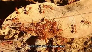 The Curious World of Ants and Their Tiny Empires