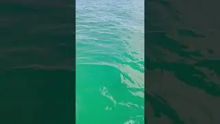 Chasing dolphins 🐬