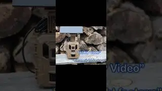 Trail Cam Footage WAY Better Than I Expected - Vidvis SV TCNW