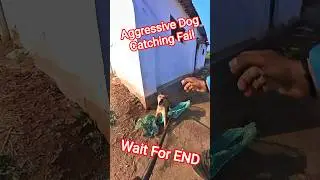 Malebennur Market Funny Dog Catching #dog #funny #market #dogwithpublicsafety #pets #shorts