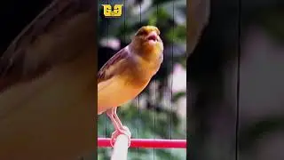 The canary's lure immediately follows the sound