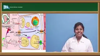 Anti thyroid drugs | Dental pharmacology | Indian Dental Academy