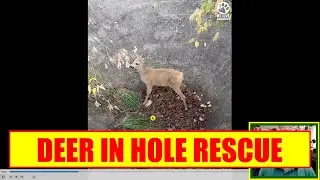 A deer is stuck in a concrete pit. Animal Rescue !