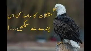 Shaheen/Eagle se Seekhain Mushakalat  ka samana kerna:  Urdu/Hindi