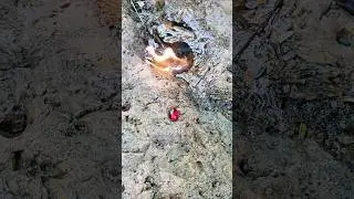 misteri batu akik besar keluar api ternyata isi batu mustika merah delima #mistis #viralshort