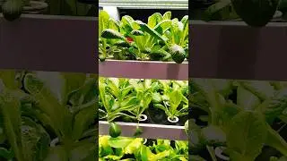 Vertical Singapore Farms and Sustainable Agriculture Revolutionizing Food Production
