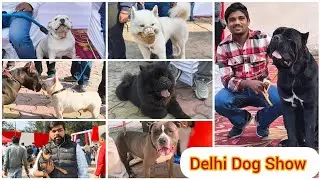 DELHI DOG SHOW Nearby Karol Bagh😮💘Ultimate quality💪🏻🤞🏻All breed show #delhidogshow #karolbaghdogshow