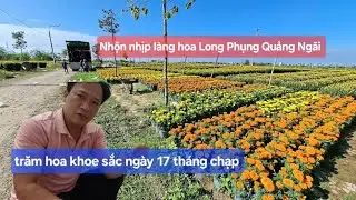 Làng hoa Long Phụng nhộn nhịp với hoa vạn thọ hoa cúc thương lái bắt đầu mang hoa ra chợ