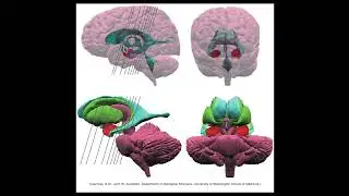 OS 202 The Cerebrum