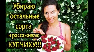 Земклуника Купчиха - СУПЕРУРОЖАЙНАЯ!!! Мои восторги, описание сорта.