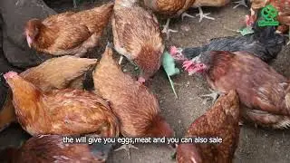 LIVING THE DREAM: SHADRACK’S SELF-SUFFICIENT FOOD PARADISE ON 1/4 ACRE