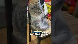 Malang sekali kucing ini #feedshorts #cat #kucinglucu #funnycat #videokucing #meow  #meows
