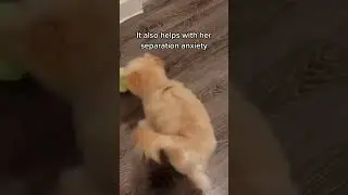 Active Pet Dog Rolling Ball, Link in the Top Comments.