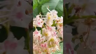 Two weeks later life blooms #nature #macro #insects #ants #flowers #spring #bloom #cute #shorts