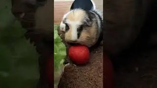 Guinea pigs love stealing food #asmr #foodfight
