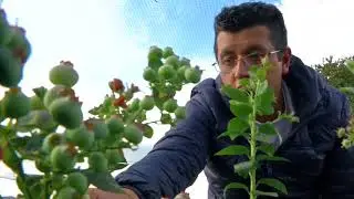 Agricultura al Día - Proyecto productivo de arandanos, Cómbita - Boyacá