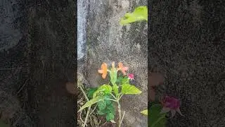 Most beautiful ʀᴏꜱᴇ flowers status #nature #shorts #natureflowers #photography#ytshorts