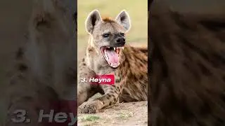 They are animals that live in Africa.