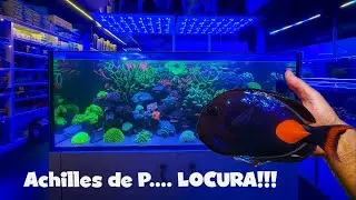 Achilles LOCURA!!!