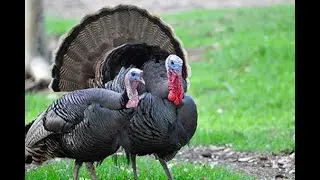 Wild Turkey (Meleagris gallopavo) 4K
