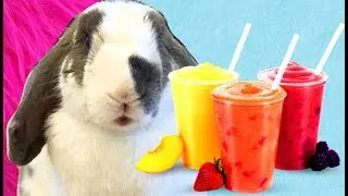 Bunny Makes A Fruit Smoothie