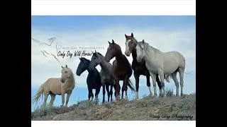 The Story of the American Wild Horse