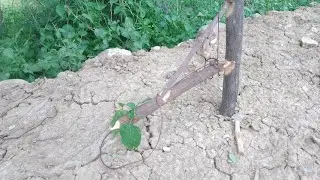 New Technique making trap wild animals #Amazing technique making trap African technique