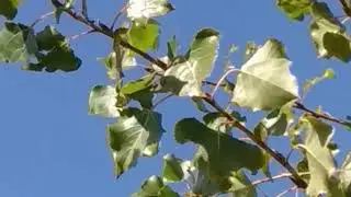 Polistes gallicus, males in mating flights 23 Oct.2019