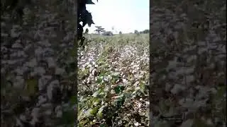 cotton fields